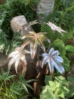 u. 6 Leaf Acer (avaiable in Fatsia, Acanthis and other leaf styles).jpg